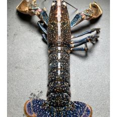  Live WILD blue lobster from Brittany 400/600 - LIMITED STOCK