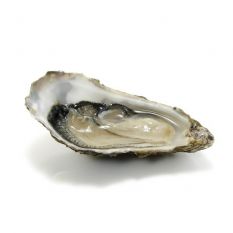 Alienor Fine de Claire oysters N2 from Arcachon bay 