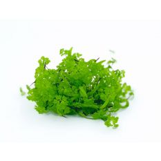 Freshly cut soil-grown Chervil micro cress - 15g - ORDER BEFORE 12NN FOR NEXT DAY DELIVERY