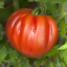 Premium beef heart tomato - 1kg - sustainable agriculture