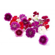 Freshly cut Dianthus edible flowers - 20 pieces - ORDER BEFORE 12NN FOR NEXT DAY DELIVERY