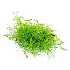 Freshly cut soil-grown dill micro cress - 15g - ORDER BEFORE 12NN FOR NEXT DAY DELIVERY