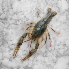Crayfish size 41/60 - 1kg (frozen) - Best Before 13 May 2024