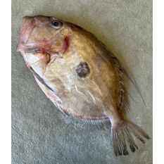 Fresh whole WILD John Dory / Saint-Pierre 350 aed/kg - 1 to 2 kg - price will be adjusted as per final weight