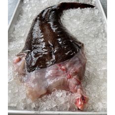 Fresh WILD monkfish tail 240 aed/kg - 1kg - price will be adjusted as per final weight