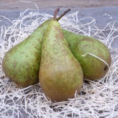 Conference pear - 1kg (4 pieces)