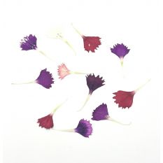 Freshly cut edible press dried petals - 40 petals - ORDER BEFORE 12NN FOR NEXT DAY DELIVERY 