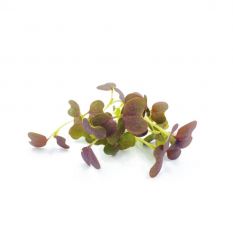 Freshly cut soil-grown red garnet mustard micro cress - 30g - ORDER BEFORE 12NN FOR NEXT DAY DELIVERY