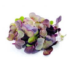 Freshly cut soil-grown red rambo radish micro cress - 40g - ORDER BEFORE 12NN FOR NEXT DAY DELIVERY