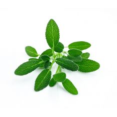 Freshly cut soil-grown sage cress - 10g - ORDER BEFORE 12NN FOR NEXT DAY DELIVERY