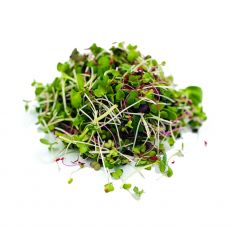 Freshly cut soil-grown microgreens spicy salad mix  - 40g - ORDER BEFORE 12NN FOR NEXT DAY DELIVERY