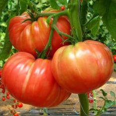 NEXT ARRIVAL 25.04 Premium Marmande tomatoes - 1kg - sustainable agriculture