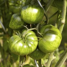 NEXT ARRIVAL 25.04 Premium green Merinda tomatoes from Sicily - 500g - sustainable agriculture