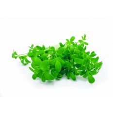 Freshly cut soil-grown wasabi micro cress - 30g - ORDER BEFORE 12NN FOR NEXT DAY DELIVERY