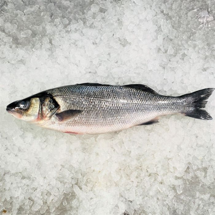 Whole fresh farmed seabass 200 aed/kg from 1.8 to 2.5kg price will