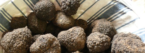 The secrets of truffle, the black magic diamond