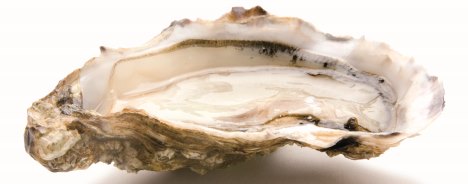 The mysteries of oysters