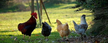The benefits of free-range chicken 