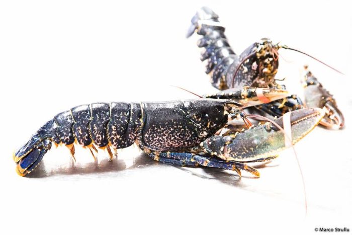European Blue Lobster Frozen – Kolikof® Caviar & Gourmet