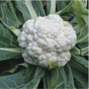 White cauliflower - 1kg