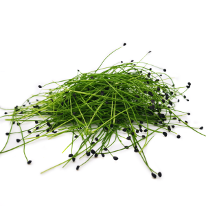 Freshly cut soil-grown garlic chives micro cress - 15g - ORDER BEFORE 12NN FOR NEXT DAY DELIVERY