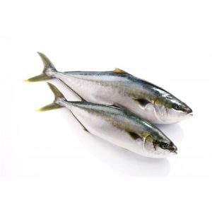 Fresh yellowtail "hamachi" from Japan (whole fish) - about 4/5kg / 185 aed/kg - price will be adjusted as per final weight