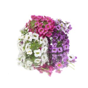 Freshly cut sweet Alyssum edible flowers - 8 pieces - ORDER BEFORE 12NN FOR NEXT DAY DELIVERY