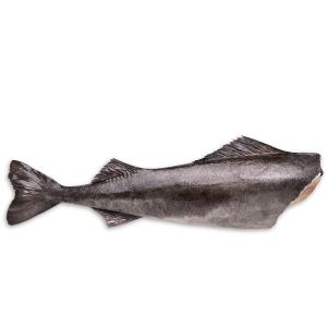 Alaskan WILD black cod fish headed and gutted 170 aed/kg - 2.25 to 2.5 kg/piece (frozen) - certified sustainable seafood (price will be adjusted as per final weight)
