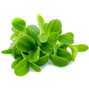 Freshly cut soil-grown Borage micro cress - 30g - ORDER BEFORE 12NN FOR NEXT DAY DELIVERY
