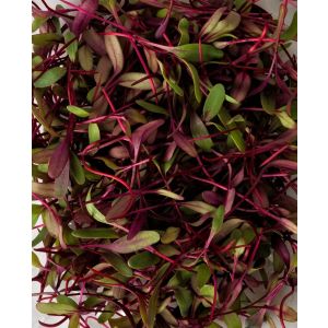Freshly cut soil-grown Bull's blood beetroot cress - 15g - ORDER BEFORE 12NN FOR NEXT DAY DELIVERY
