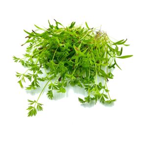 Freshly cut soil-grown carrot micro cress - 15g - ORDER BEFORE 12NN FOR NEXT DAY DELIVERY
