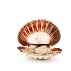 Dived fresh scallops with shell 5/7 medium size 180 aed/kg from France - 1kg
