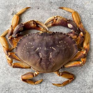 Live WILD brown crab from Brittany - 400/600g - price will be adjusted as per final weight