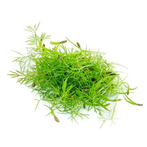 Freshly cut soil-grown dill micro cress - 15g - ORDER BEFORE 12NN FOR NEXT DAY DELIVERY