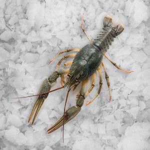 Crayfish size 41/60 - 1kg (frozen)