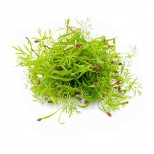 Freshly cut soil-grown fennel cress - 15g - ORDER BEFORE 12NN FOR NEXT DAY DELIVERY