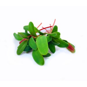 Freshly cut soil-grown chard flamingo cress - 20g - ORDER BEFORE 12NN FOR NEXT DAY DELIVERY