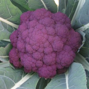 Purple cauliflower - 600g - 100% natural color