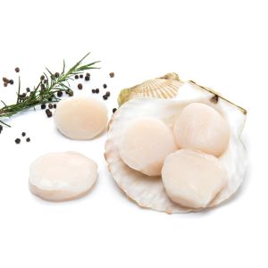 Fresh WILD scallops no shell no coral - 500g (about 12 pieces)