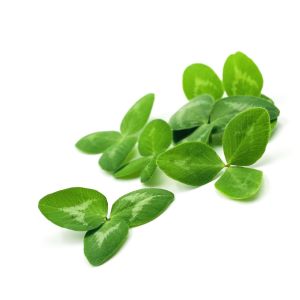 Freshly cut soil-grown green clover leaves - 10 Leaves - ORDER BEFORE 12NN FOR NEXT DAY DELIVERY
