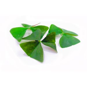 Freshly cut soil-grown green oxalis  - 15 leaves - ORDER BEFORE 12NN FOR NEXT DAY DELIVERY