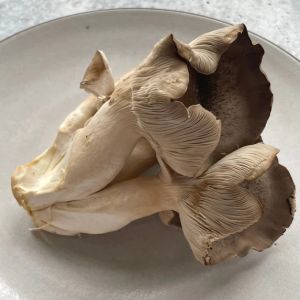 Fresh grey oyster / pleurottes - 500g
