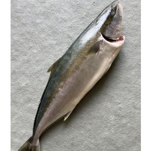 Fresh yellowtail "hamachi" from Japan (whole fish) - about 4/5kg - 190 aed/kg - price will be adjusted as per final weight