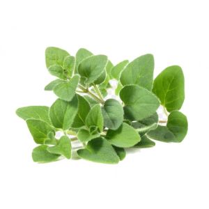 Freshly cut soil-grown sweet marjoram cress - 10g - ORDER BEFORE 12NN FOR NEXT DAY DELIVERY