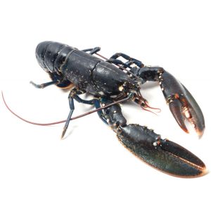 Live WILD blue lobster from Brittany 400/600 - price adjusted as per final weight