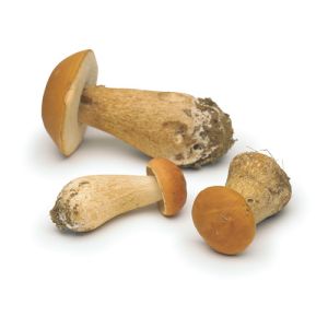Fresh whole ceps / porcini mushrooms - 500g - with soil to preserve the freshness