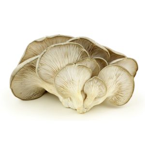 Fresh grey oyster mushroom / pleurottes - 500g