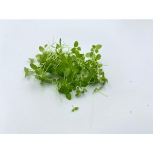 Freshly cut soil-grown sweet marjoram cress - 10g - ORDER BEFORE 12NN FOR NEXT DAY DELIVERY
