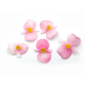 Freshly cut Mela blossom edible flowers - 15 blooms - ORDER BEFORE NOON FOR NEXT DAY DELIVERY 