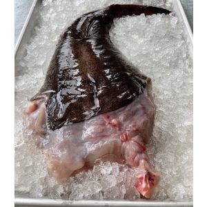Fresh WILD monkfish tail 240aed/kg - 1kg - price will be adjusted as per final weight